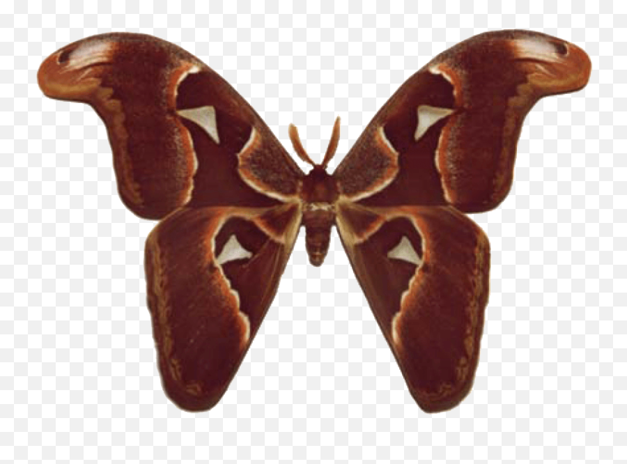 Atlas Moth - Atlas Moth Png,Butterfly Wings Png