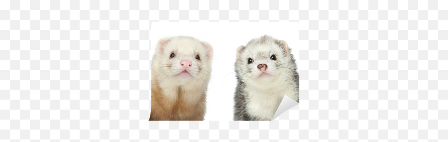 Ferret Vector Abstract Picture 2265683 - Ferrets Png,Ferret Png