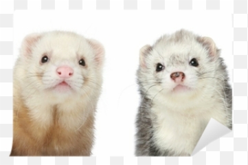 Ferret Vector Abstract Picture 2265683 - Ferrets Png,Ferret Png
