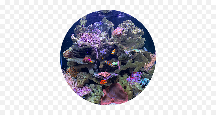 Custom Fish Tank - Luxury Aquariums For Sale Marine Biology Png,Fish Tank Png