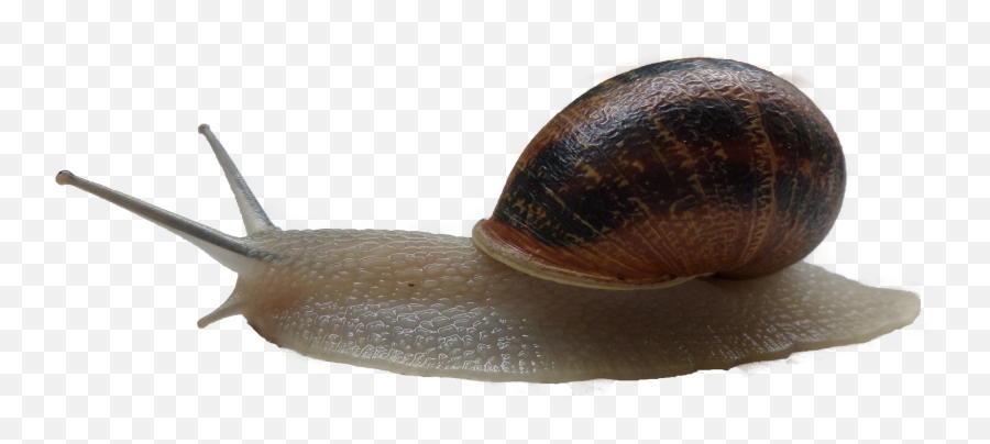 Snail Png Download - Snail Transparent,Snail Png
