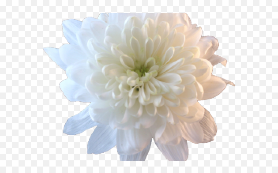 Chrysanthemum Clipart Transparent - White Flower Png,White Flower Png