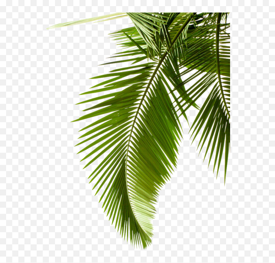 Photography Tree Arecaceae Palm Leaves - Coconut Leaf Png,Palm Leaf Png