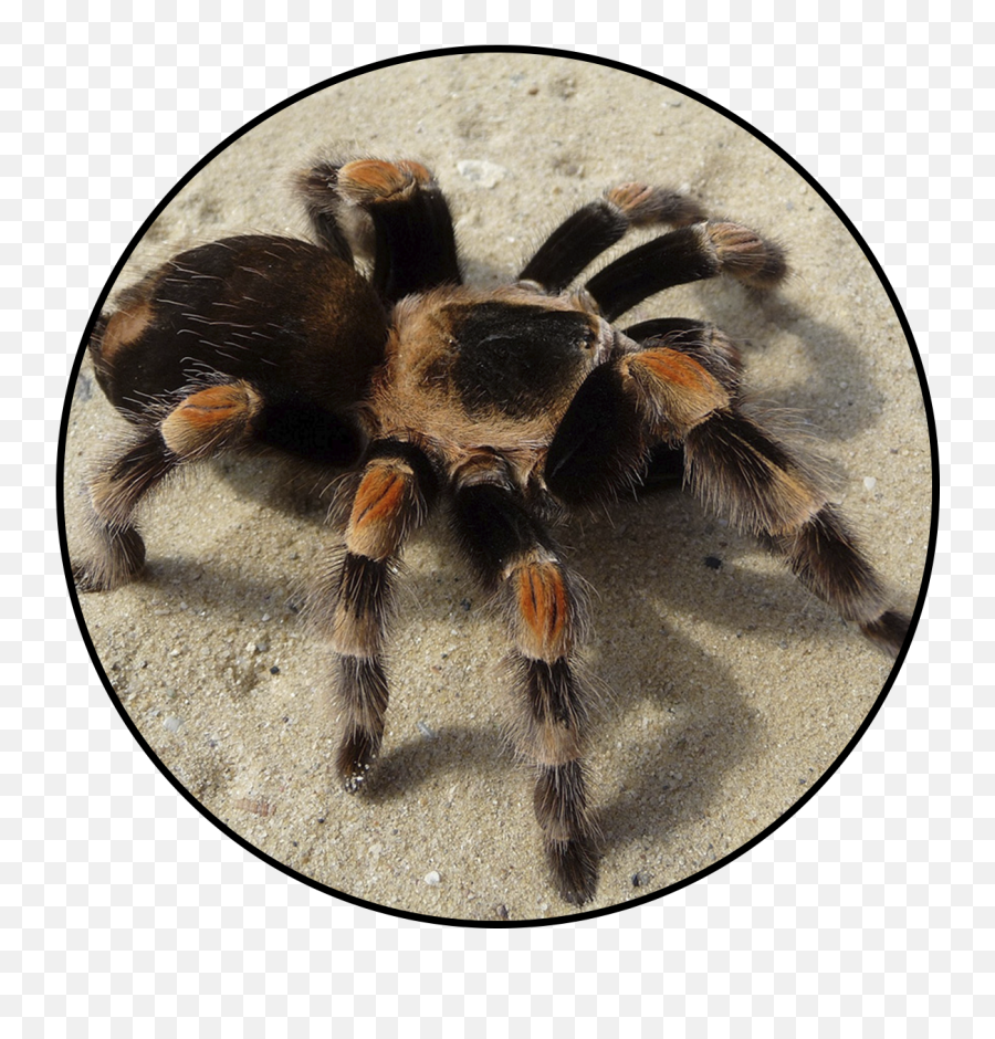 Central Florida Zoo U0026 Botanical Gardens Red Knee Tarantula - Black And Yellow Tarantula Png,Tarantula Png