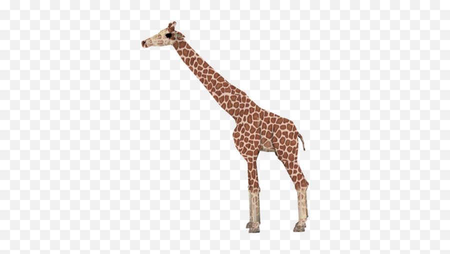 Giraffe Png Transparent - Giraffe,Giraffe Png
