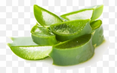 Aloe Vera Png
