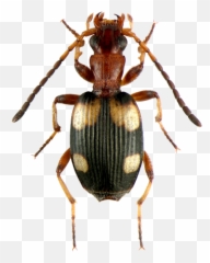Mastax Vegeta - Parasitism Png,Vegeta Png