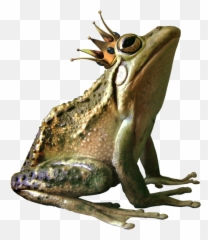 Frog Png High - Quality Image Arts Transparent With Crown Clipart