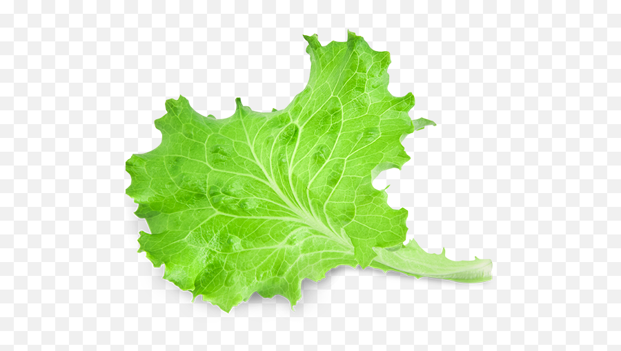 Lettuce Leaf Png 2 Image - Piece Of Lettuce Transparent,Leaf Transparent Background
