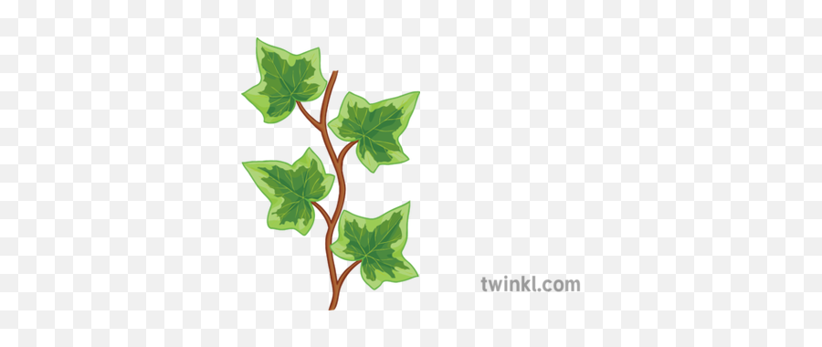 Ivy Vine Repeatable General Plant Leaves Border Secondary - Ivy Leaves Illustration Png,Leaves Border Png