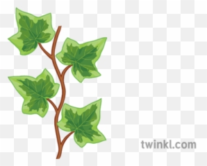 Ivy Vine Repeatable General Plant Leaves Border Secondary - Illustration png