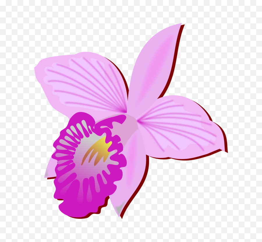 Bamboo Orchid Cut Flowers Drawing Orchids - Orquideas Orquidea Clipart Png,Orchid Png