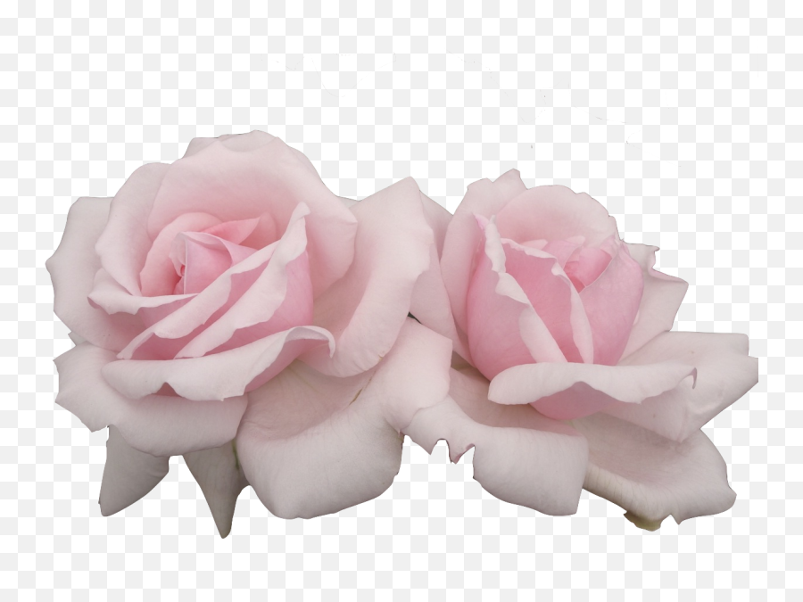 Image - Aesthetic Flower Png Transparent,Transparent Pink Flowers