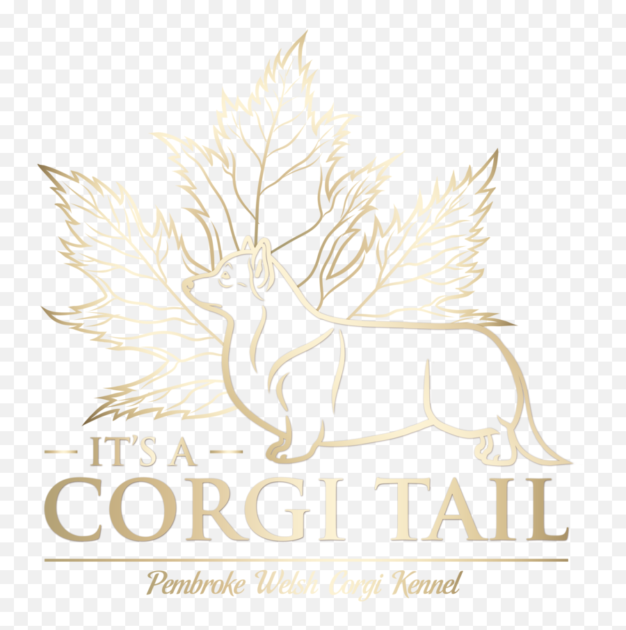Corgitails Png Corgi Transparent