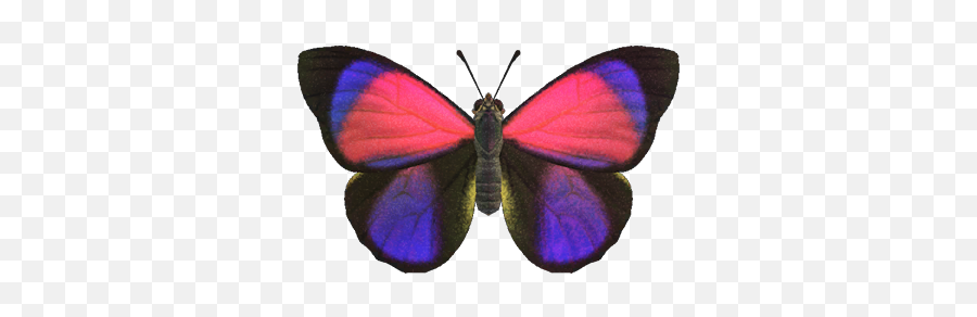 Agrias Butterfly - Animal Crossing Wiki Nookipedia Agrias Butterfly Png,Monarch Butterfly Icon