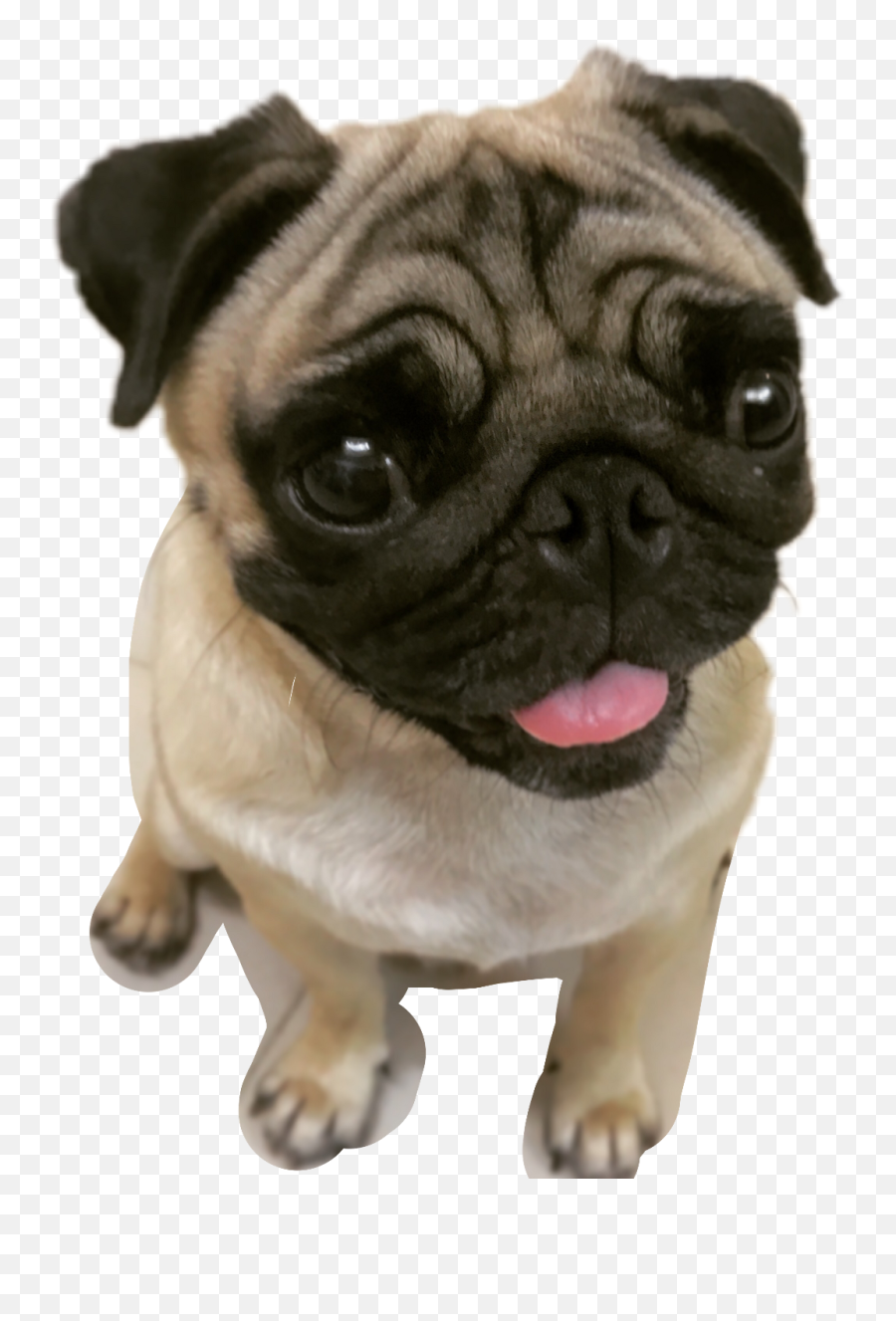 Download Pugs Pugface Puglifefreetoedit Report - Pug Full Pug Png,Pug Transparent Background