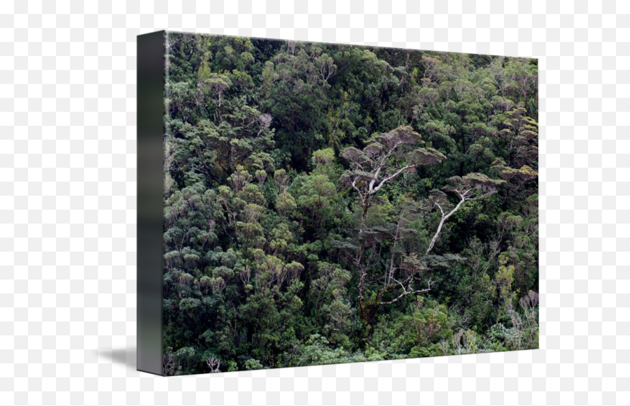 Milford Sound Tree Canopy - Forest Png,Tree Canopy Png