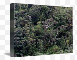 Milford Sound Tree Canopy - Forest Png,Tree Canopy Png