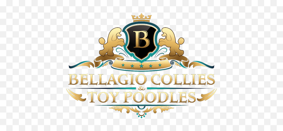 Welcome Bellagio Collies Png Poodle Icon