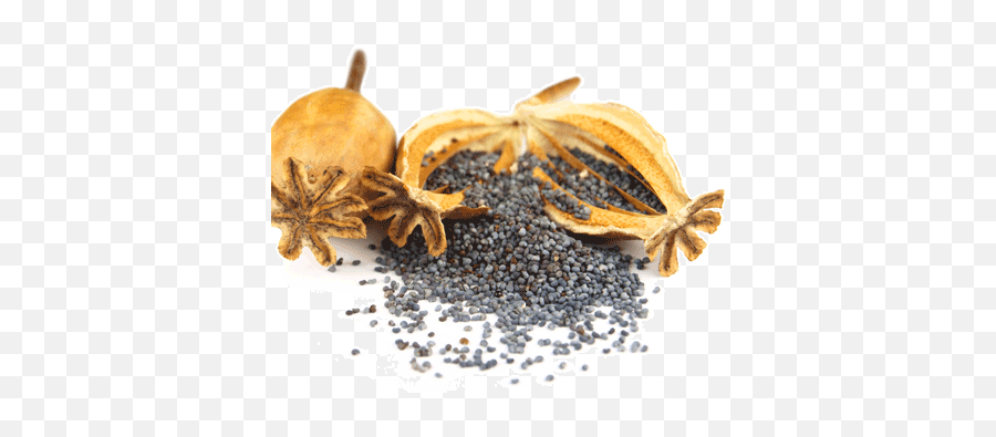 Poppy Seed Plant Png - Poppy Seeds Image Png,Seed Png