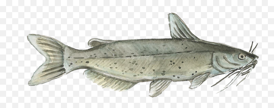 Harvest Select Catfish Png Image - Watercolor Painting,Catfish Png