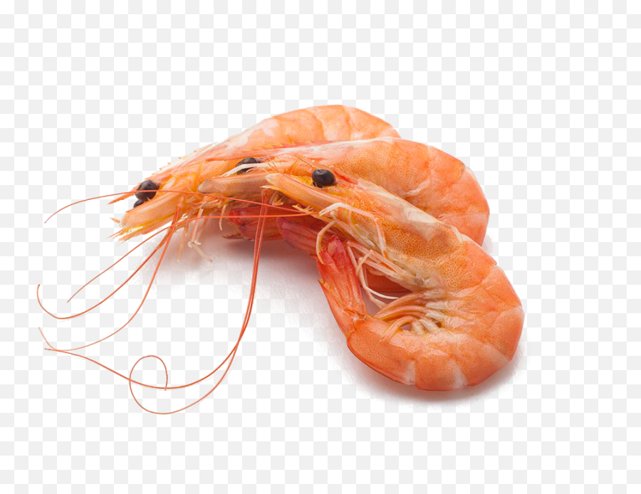 Shrimp Png - Shrimps Png,Shrimp Png