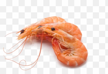 Shrimp Png - Shrimps Png,Shrimp Png