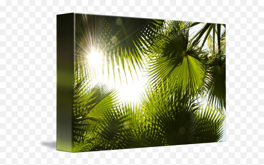 Palm Leaves By Gunther Verbruggen - Sabal Minor Png,Palm Leaves Transparent