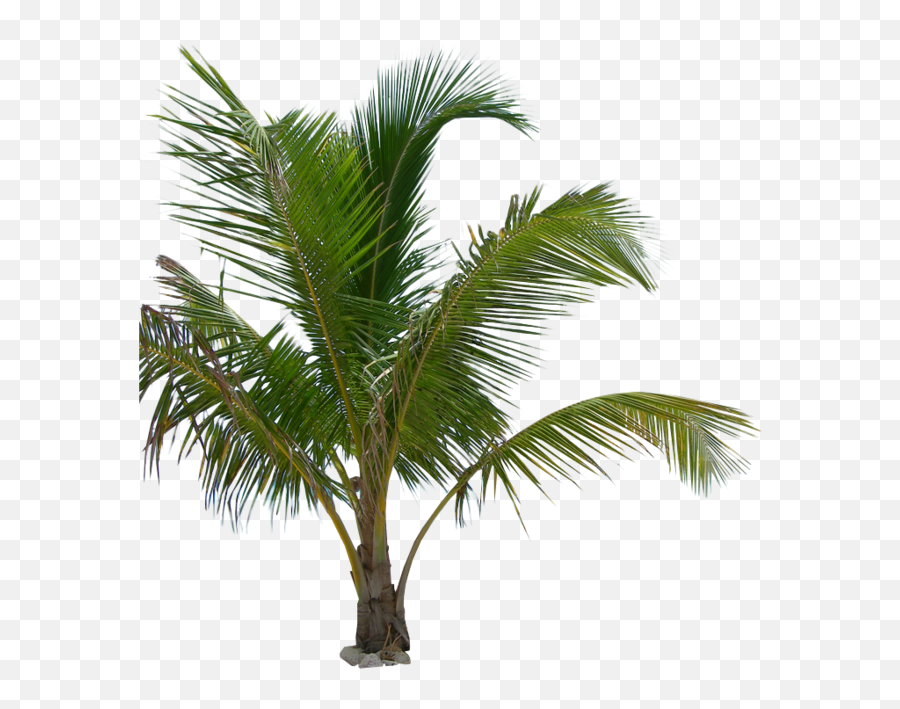 Palm Tree Png Image Transparent Background Arts - Png Palm Tree Plants,Palm Png