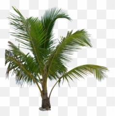 Palm Tree Png Image Transparent Background Arts - Png Plants