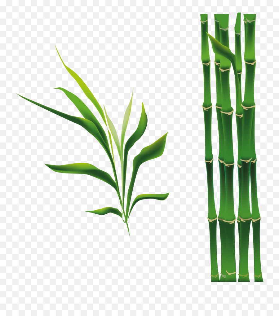Bamboo Bamboe Drawing - Bamboo Cartoon Png,Bamboo Transparent Background