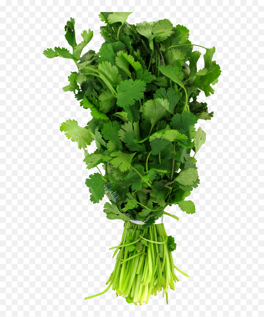 Food 4 Less - Bunched Cilantro 1 Each Parsley Png,Cilantro Png
