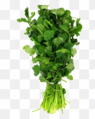 Food 4 Less - Bunched Cilantro 1 Each Parsley Png,Cilantro Png