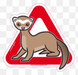 Ferret Transparent PNG