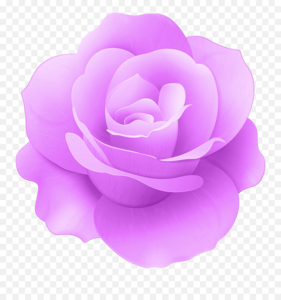 Download Hd Purple Rose Png Transparent