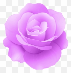 Download Hd Purple Rose Png Transparent