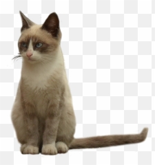 Pin - Cat Cutout Png,Cat Eyes Png