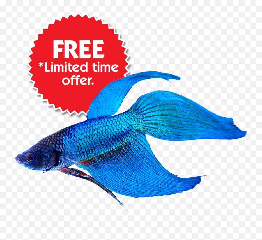 Fish Bowl Kits - Veiltail Siamese Fighting Fish Png,Betta Fish Png