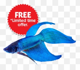 Fish Bowl Kits - Veiltail Siamese Fighting Fish Png,Betta Fish Png
