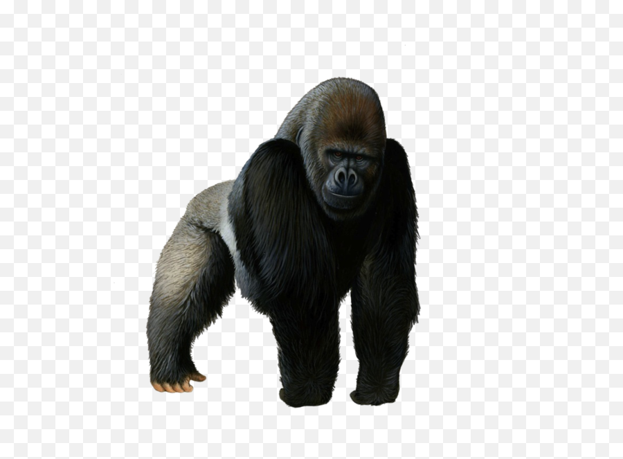 Png Gorilla Images Transparent - Gorilla Png Transparent,Gorilla Png