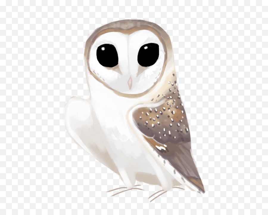 Download Eastern Barn Owl Tyto - Barn Owl Png,Barn Owl Png