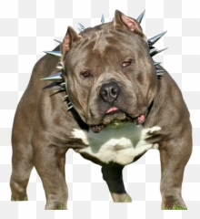 Free American Bully Psd Vector Graphic - Vectorhqcom Transparent American Bully Vector Png,Pitbull Png