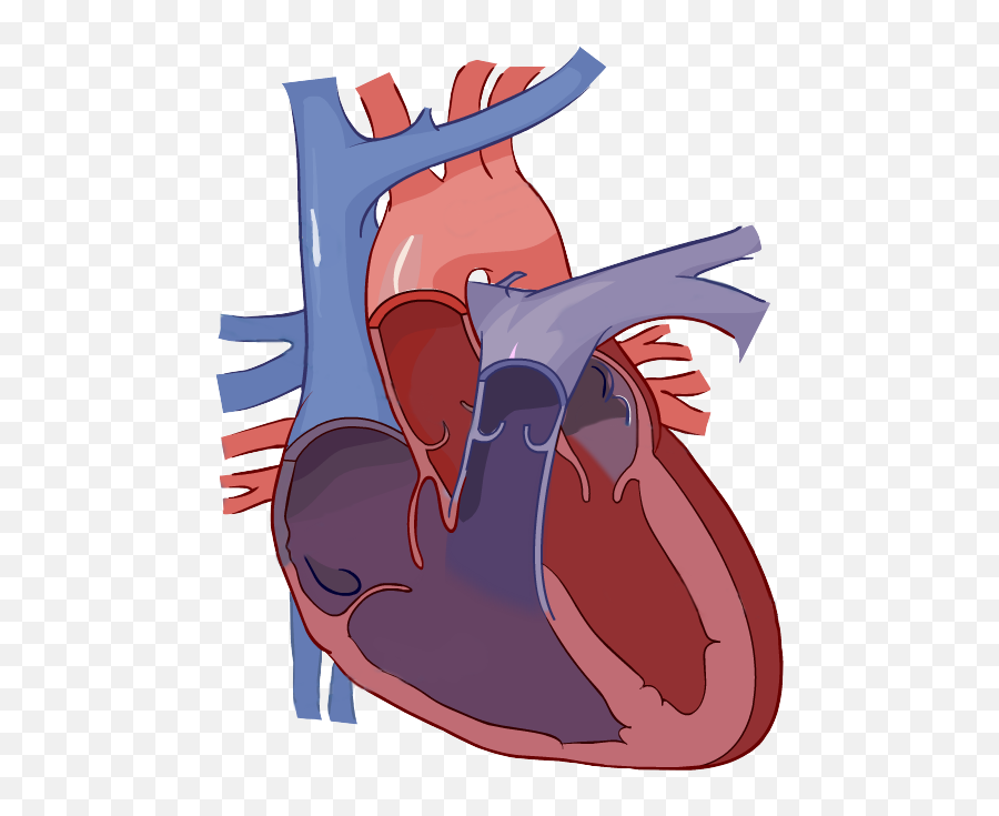 Library Of Human Heart Picture Blood Flow Png Files - Heart Diagram Without Labelling,Flow Png