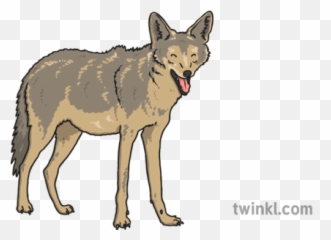 European Jackal Illustration - Twinkl Jackal Png,Jackal Png