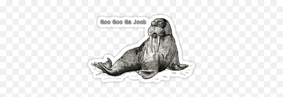 I Am The Walrus - California Sea Lion Png,Walrus Png