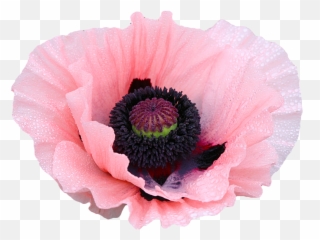 Transparent - flowers Coral Reef Poppy Papaver Flowers Png Transparent Background