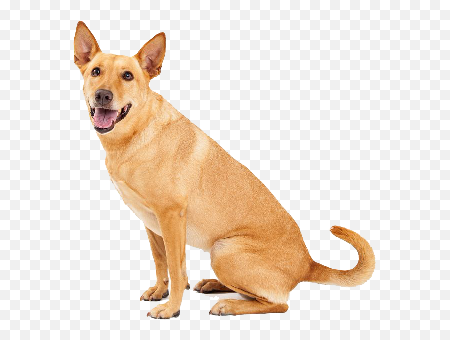 Download Dingo Sitting Png Image For Free - Carolina Dog,Dog Sitting Png