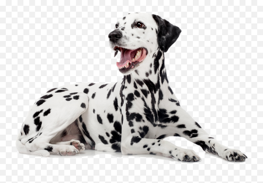 Dalmatian - Dalmation With White Background Png,Dalmatian Png