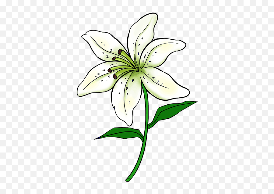 Easter Lily Sketch - Easy Lily Flower Drawing Png,Easter Lily Png