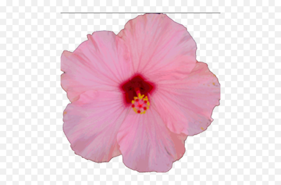 Online Flower Shop U2013 Fahr Greenhouse - Hawaiian Hibiscus Png,Hibiscus Icon